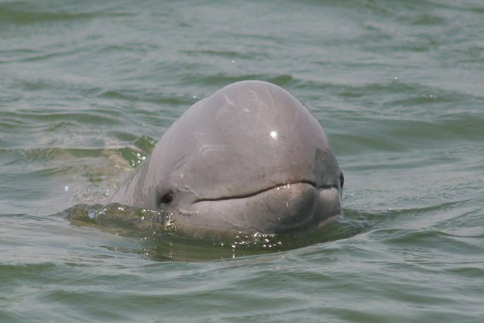 vacances cambodge en famille dauphins Kratie